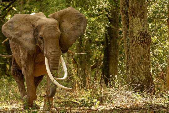 Allez à la rencontre d’animaux stars